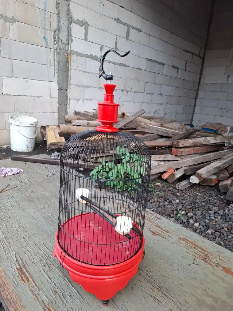 Sangkar lovebird
