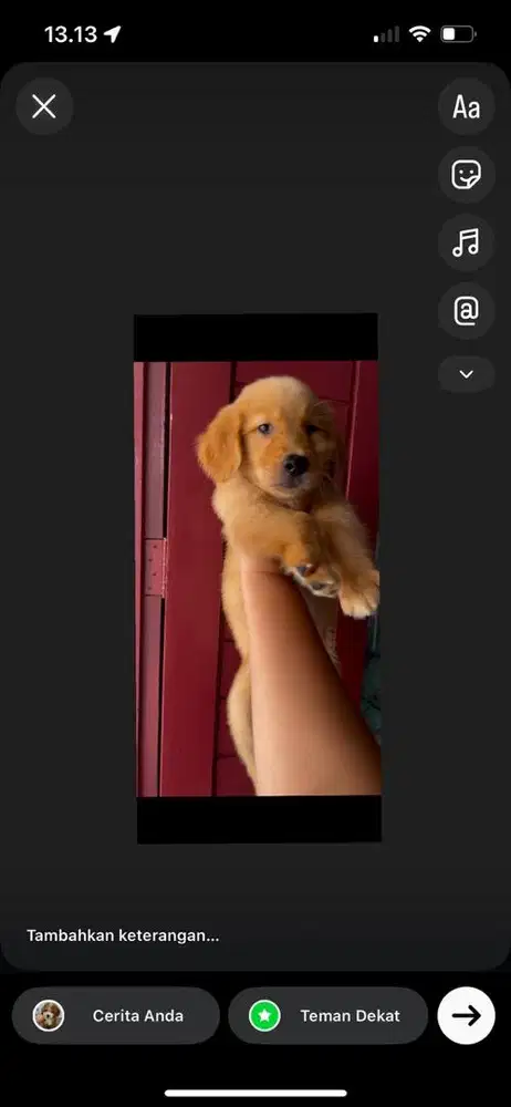 GOLDEN RETRIEVER BETINA MEDAN SIAP PANTAU