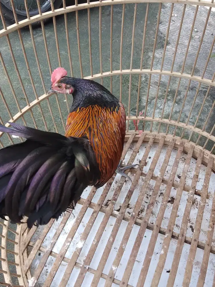 Ayam Bekisar muda fisik mewah