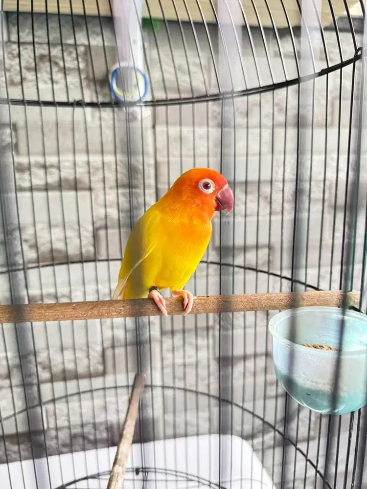 Di jual burung love bird lutino mata merah rawatan 8 bulan+sangkar