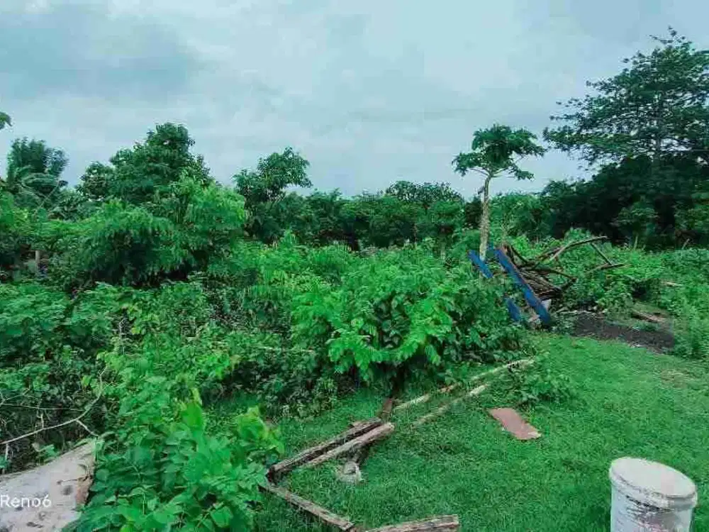 dijual tanah murah 6,19 are harga nett 350 juta per are  dekat SMP negeri 5 Kutuh Kuta Selatan Badung Bali