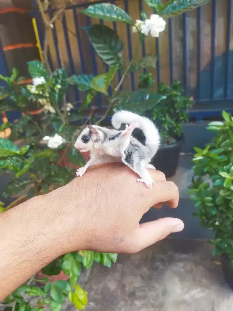 Sugar Glider mozaic jantan