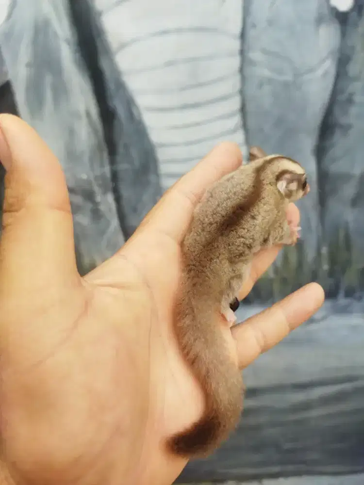 Sugar Glider caramel jantan
