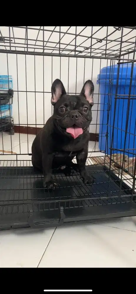 French bulldog jantan remaja