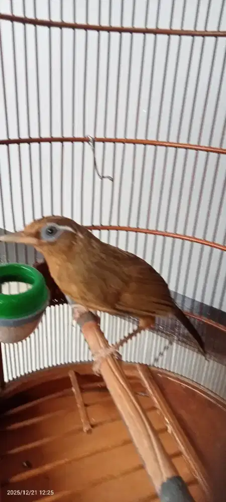 Wambi lokal anak sepasang usia. 3 bulan,