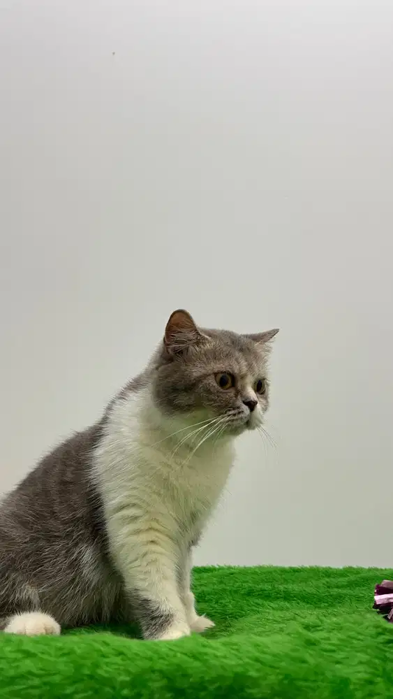 kucing bsh betina bicolor british short hair