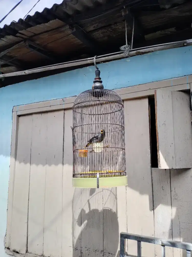 Jalak kebo isian fullset gacor bisa dikirim2