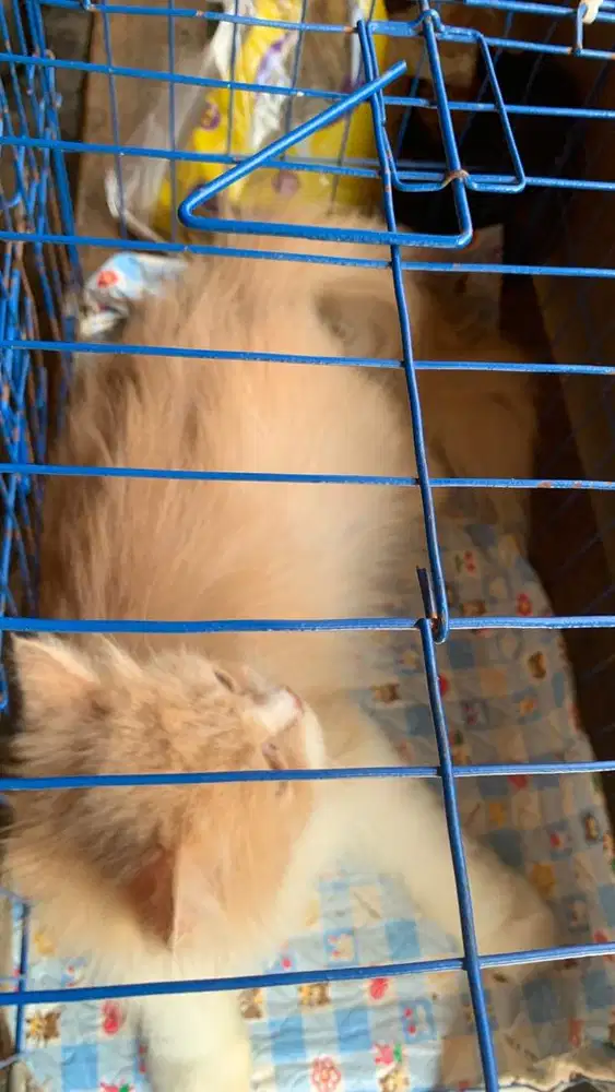 kucing persia oren putih