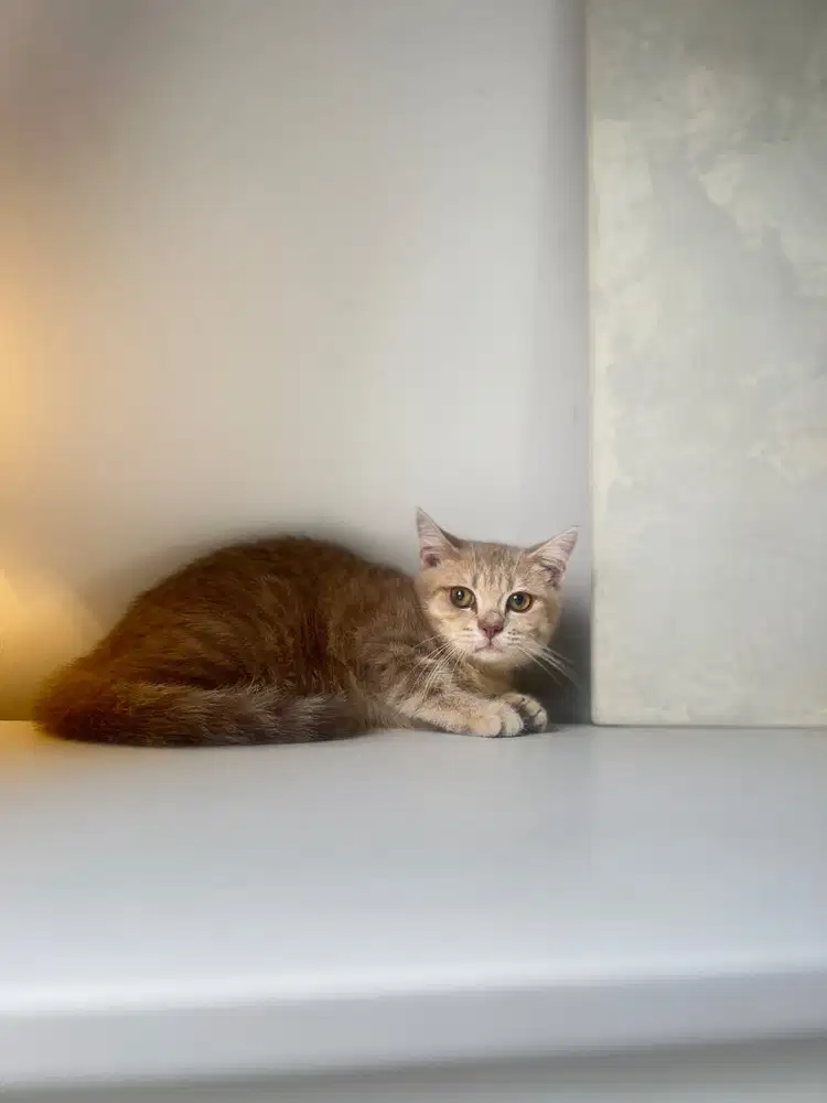 BSH Betina Golden Cream Tabby