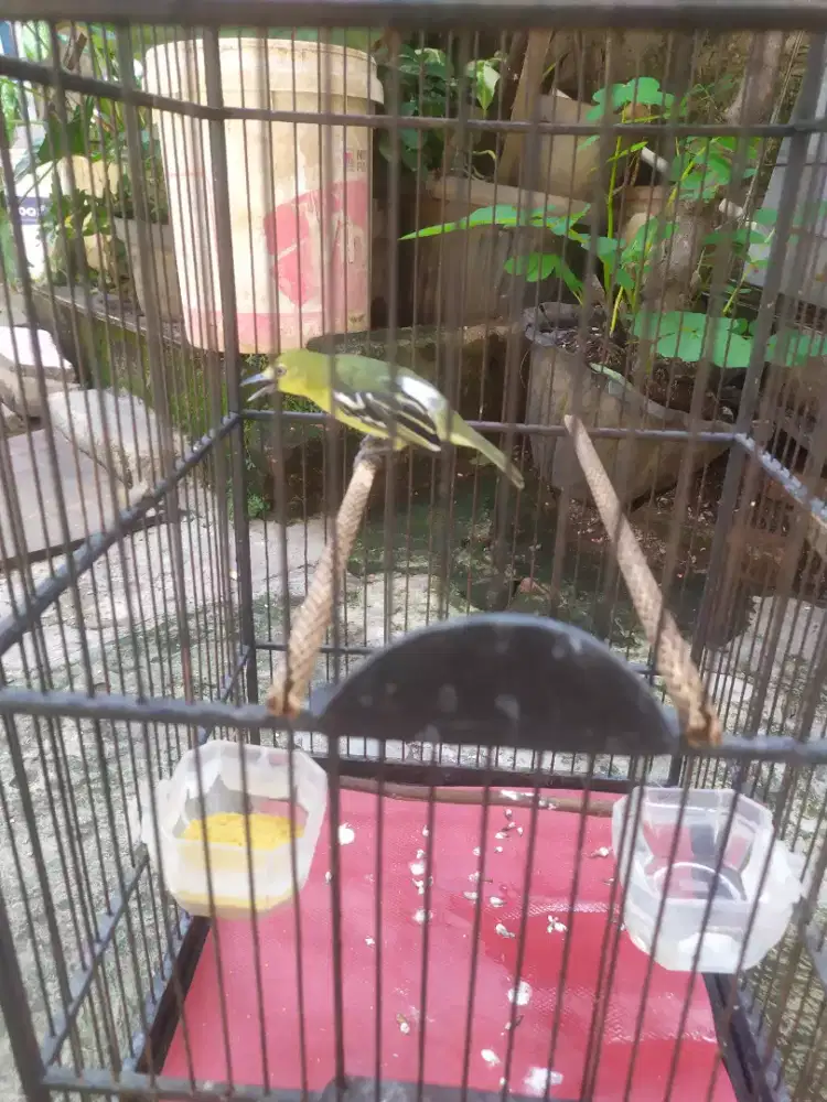 Burung cipoh atau sirtu jinak