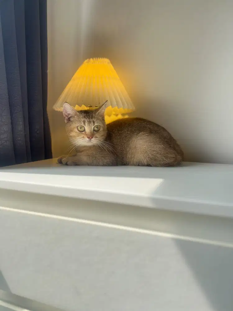 BSH Golden Betina British Short Hair