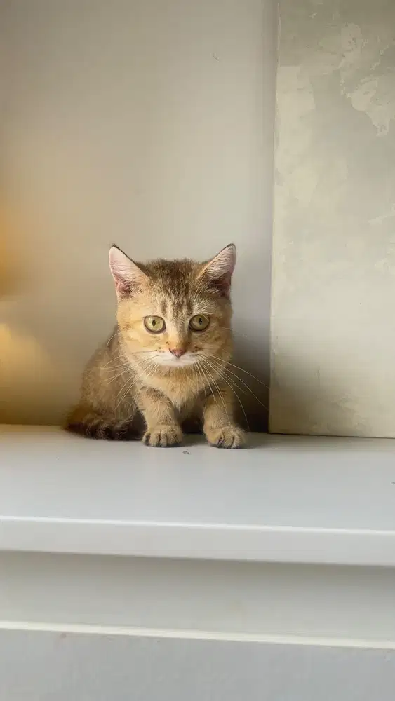 BSH Golden Betina British Short Hair