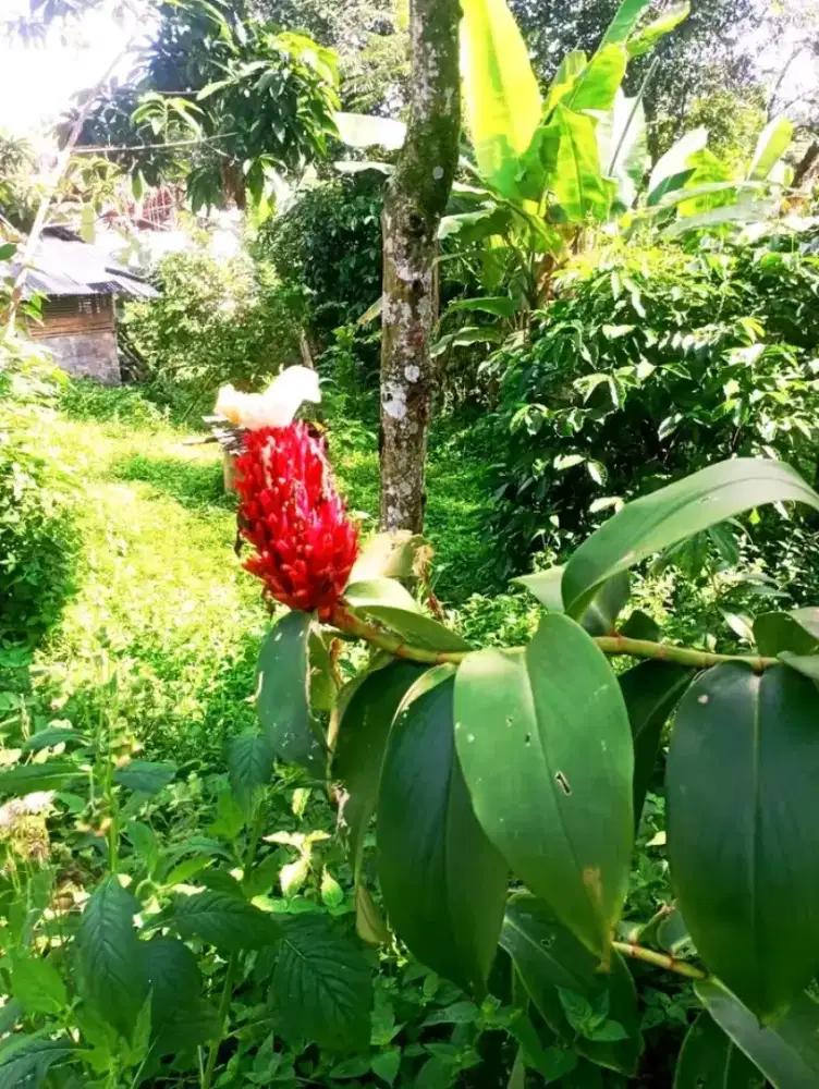 Menerima jasa curhat