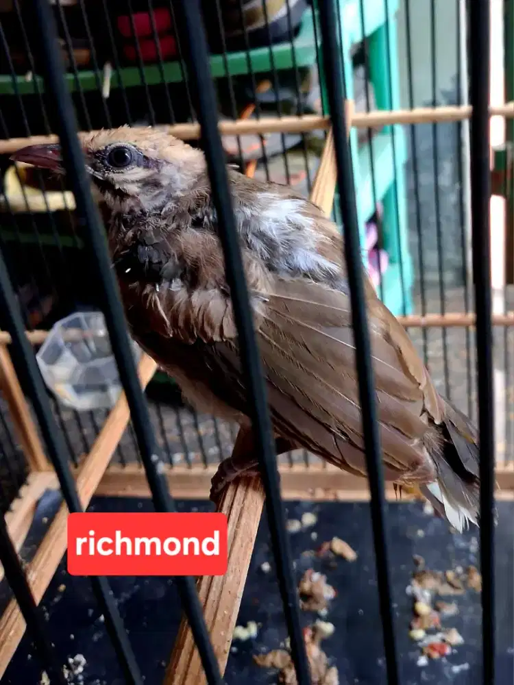 Cucak Rowo Blorok anakan