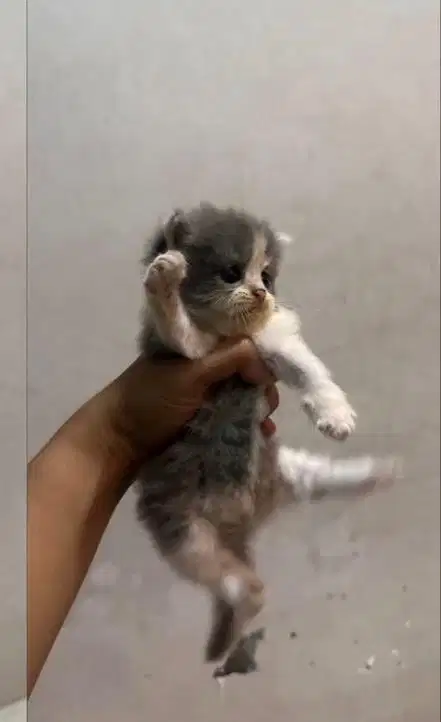 Kitten persia medium betina