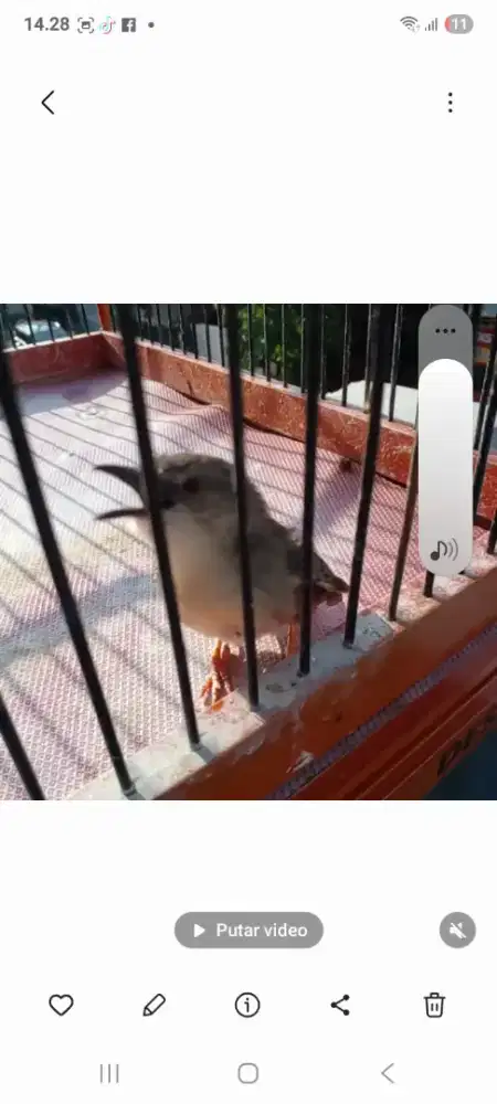 Ciblek gunung cetekan