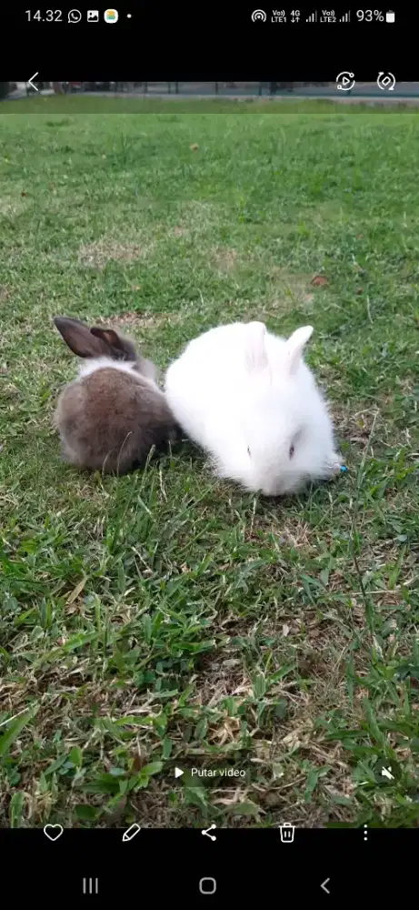 Jual Kelinci Angora Lokal Sepasang Usia Sekitar 4bln