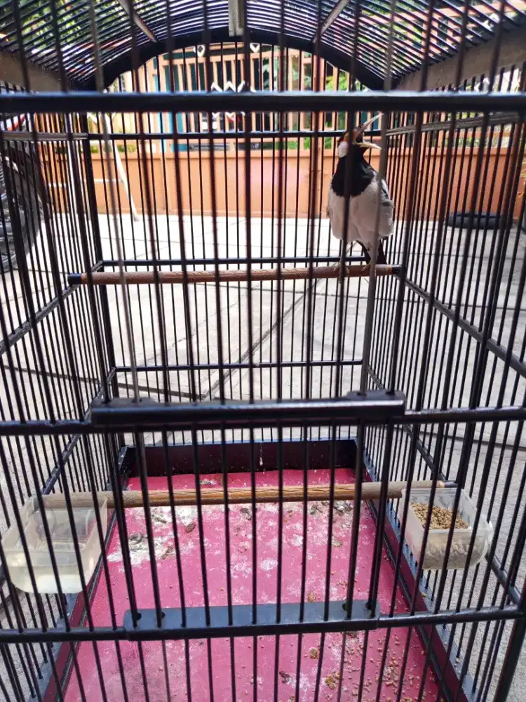 Jalak suren + kandang