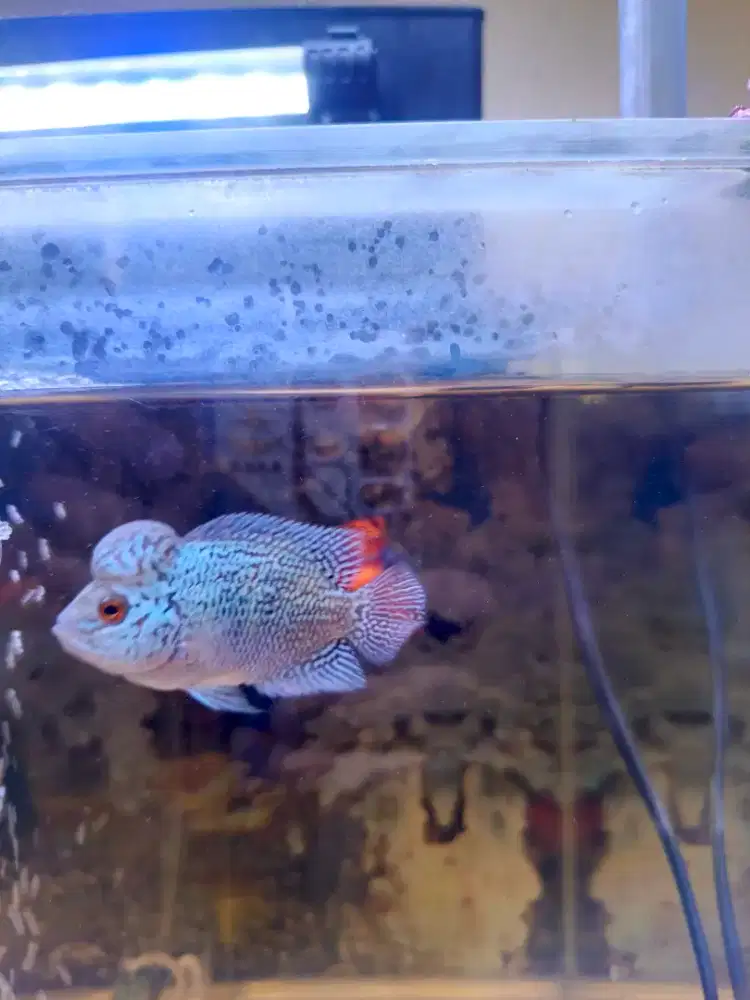 Ikan Louhan Kamfa Full Mutiara Kepala Jenong