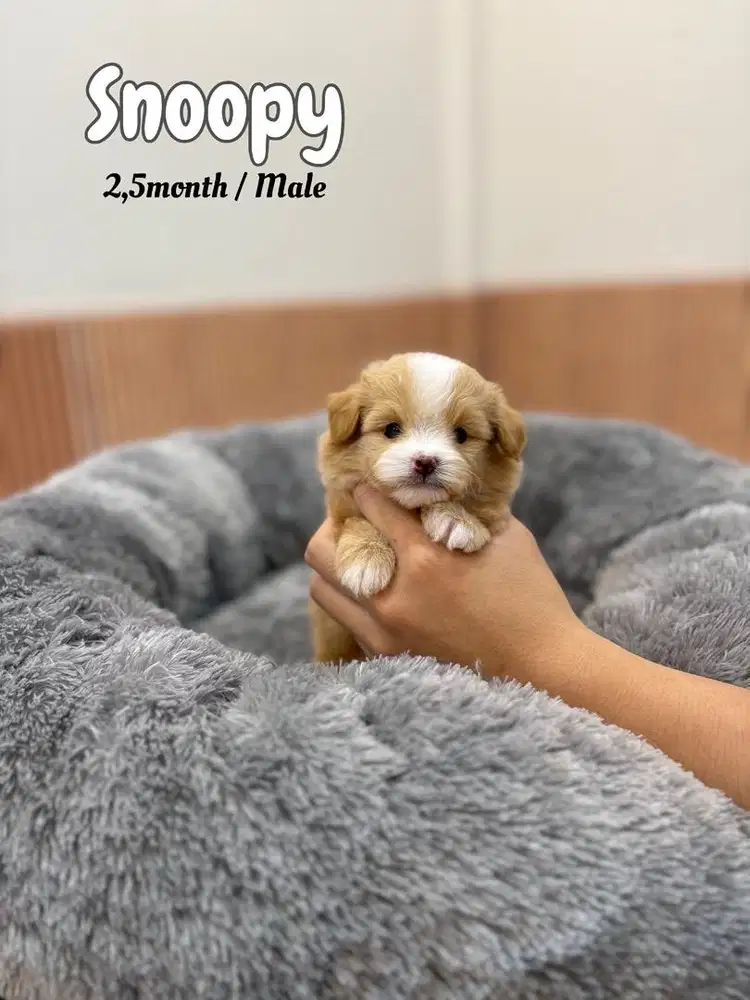 Anjing Maltipoo poodle maltese shihtzu cihuahua maltepo lucu kecil