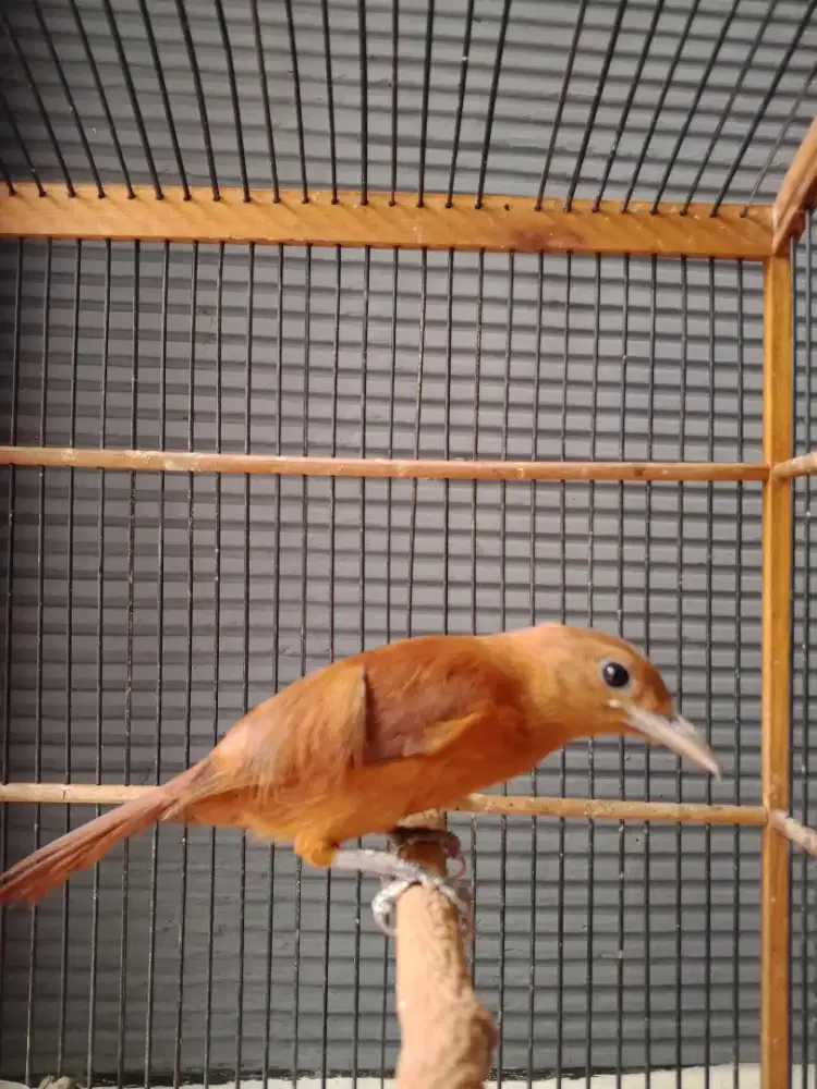 endemik cucak emas papua