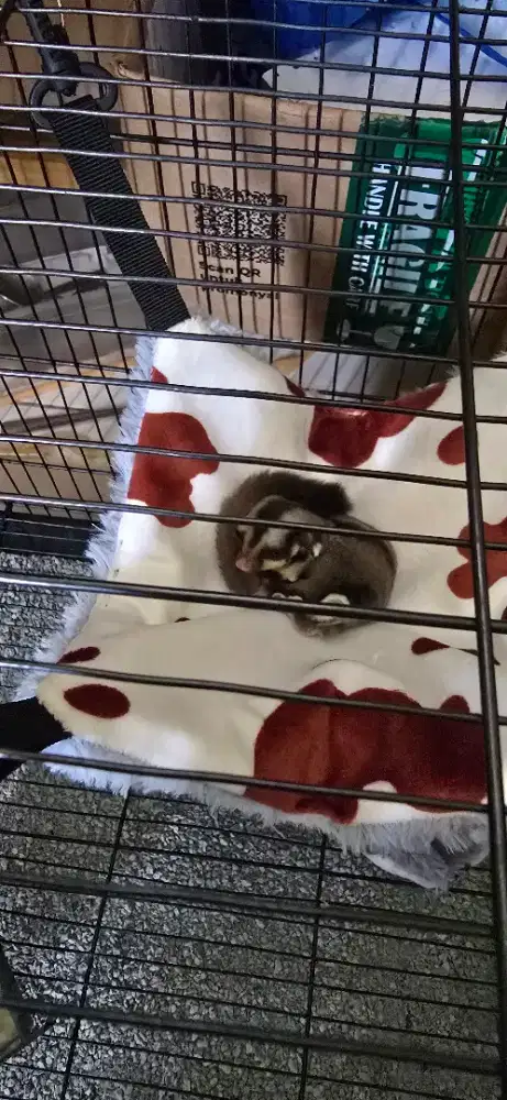 Sugar glider joey cg