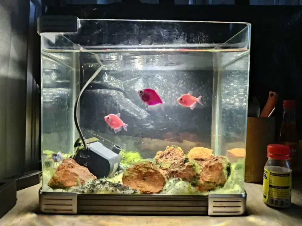 AQUARIUM SET BOYU Tanpa Sambungan Kaca Depan