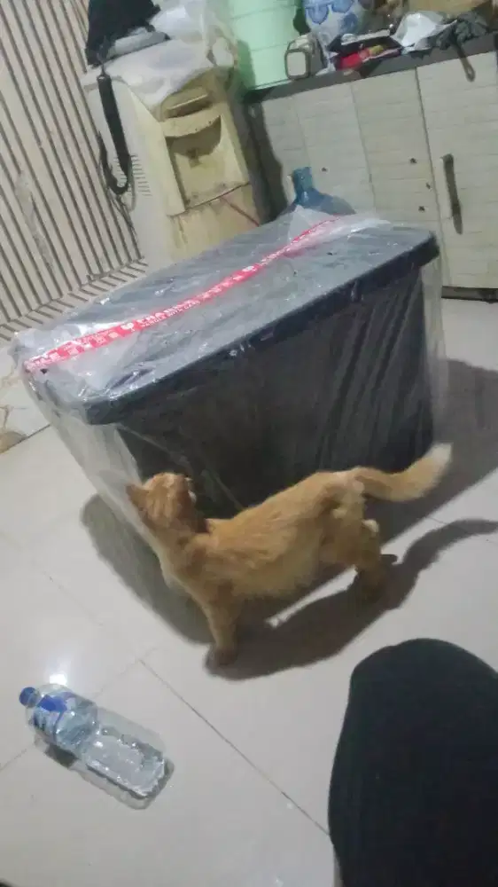 Di lepas kucing Persia LG hamil