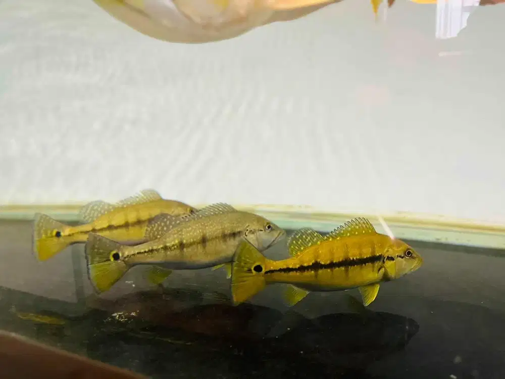 Pbas intermedia 18-20 cm 3 ekor marking