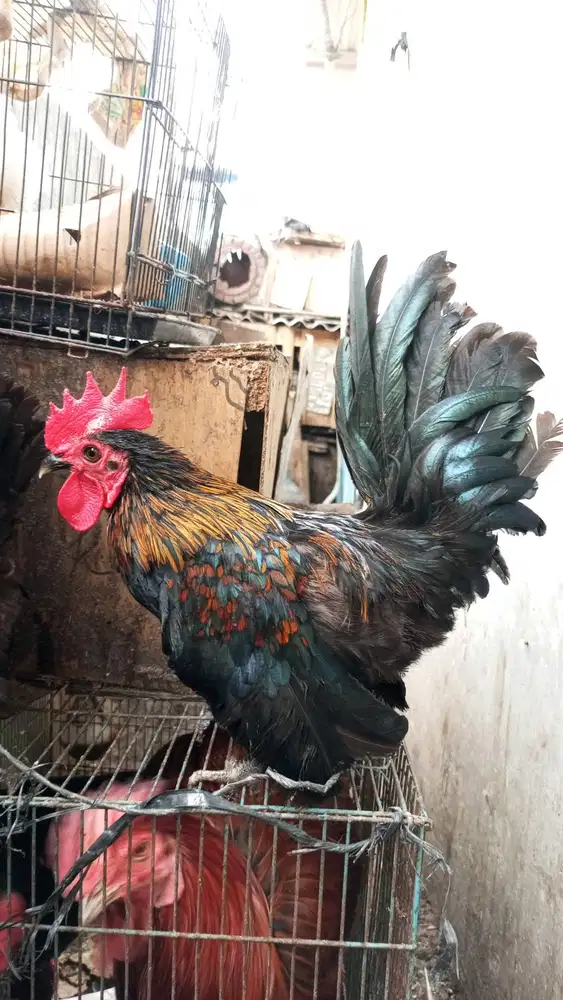 Jual Ayam jago kate 70rb nego