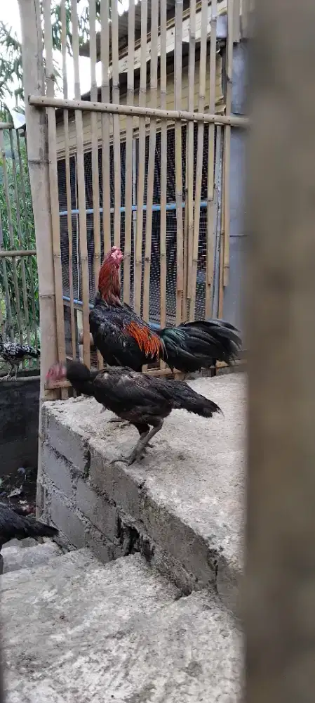 Ayam Bangkok dan Burma rawatan