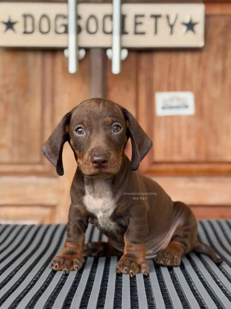 Dachshund Smoothcoat, Anjing Mini dengan Hati Besar!