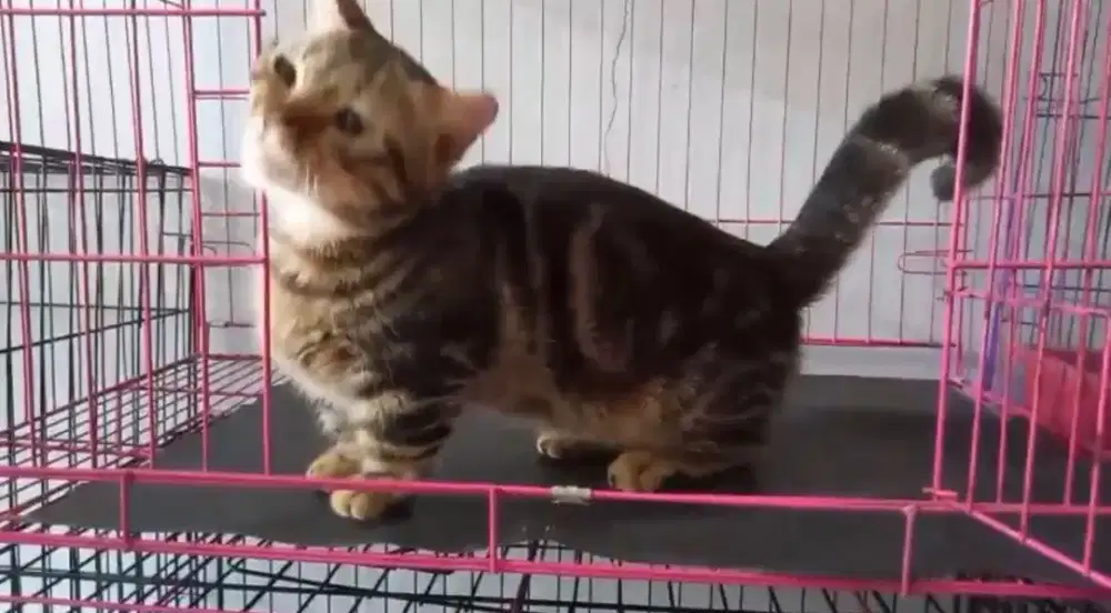 LEPAS ADOPT CEPAT MUNCHKIN (CEBOL) KAKI PENDEK