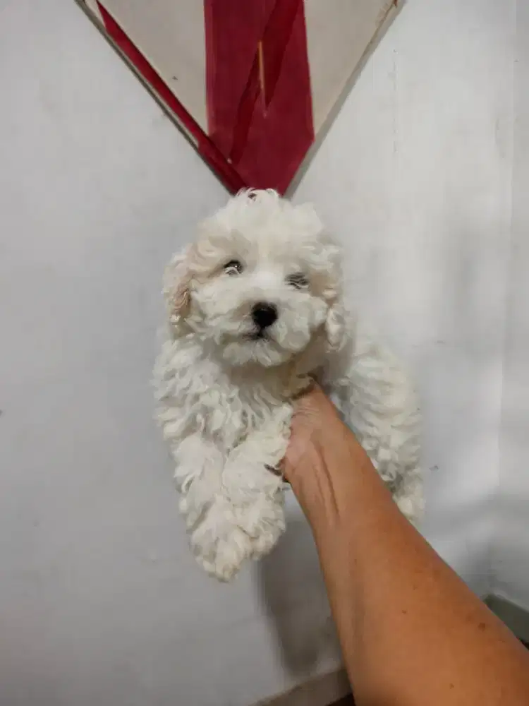 White Toy Poodle