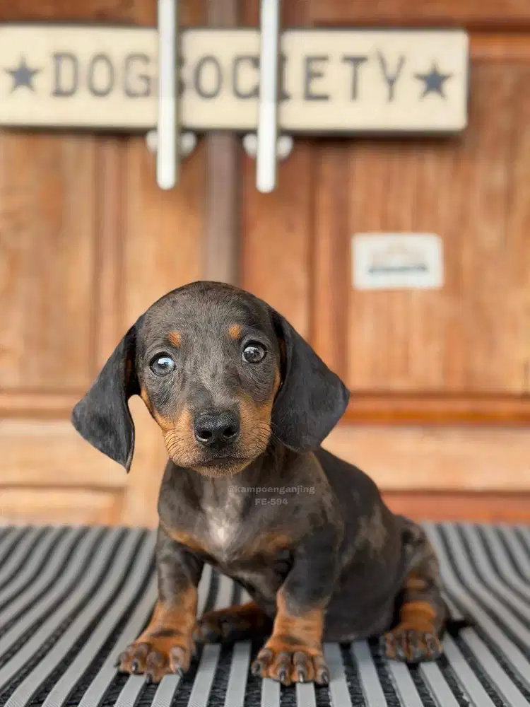 Dachshund Smoothcoat, Si Mini Loyal dan Manis!