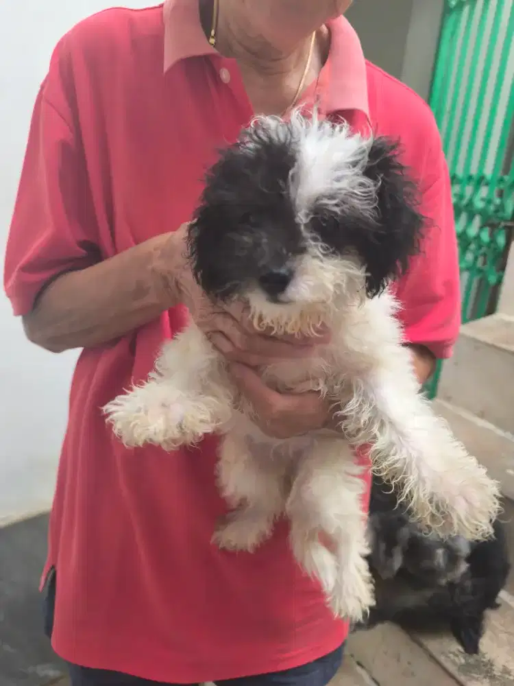 Anakan anjing kecil Shihtzu
