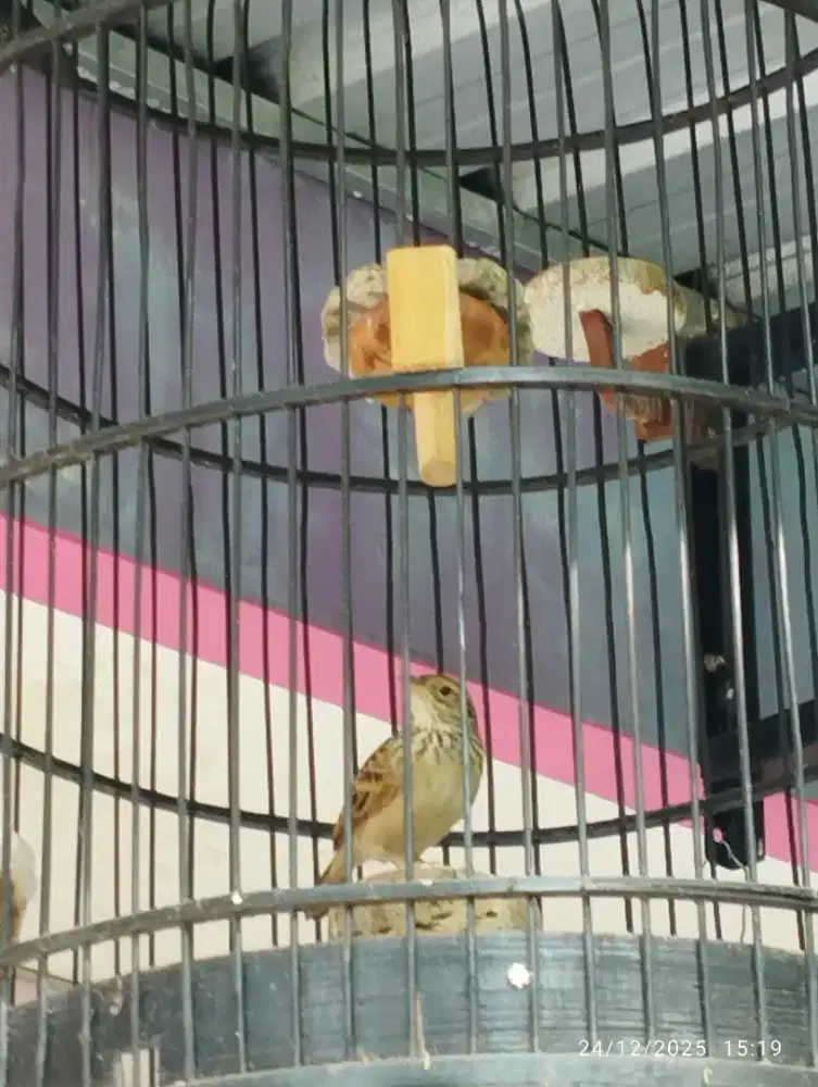 Branjangan 2 ekor dan lovebird, 1 larwo beti.