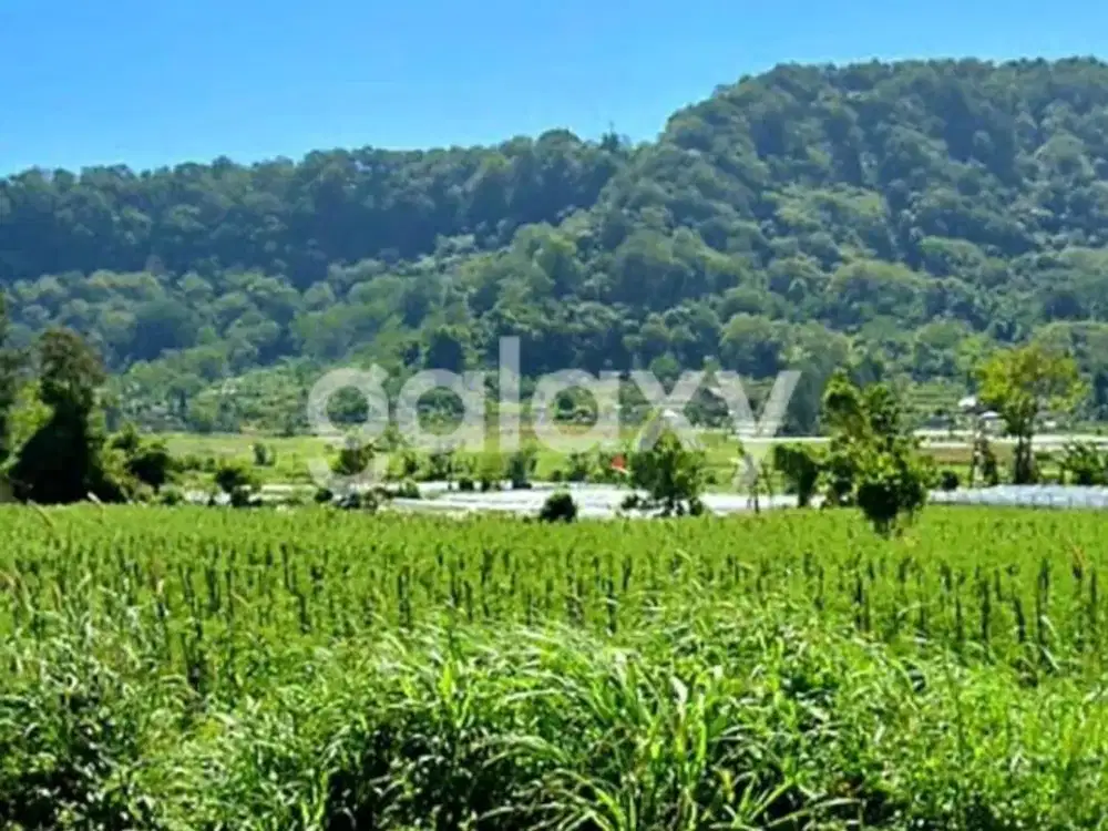 TANAH DATAR DI DANAU BUYAN BEDUGUL BULELENG, BALI