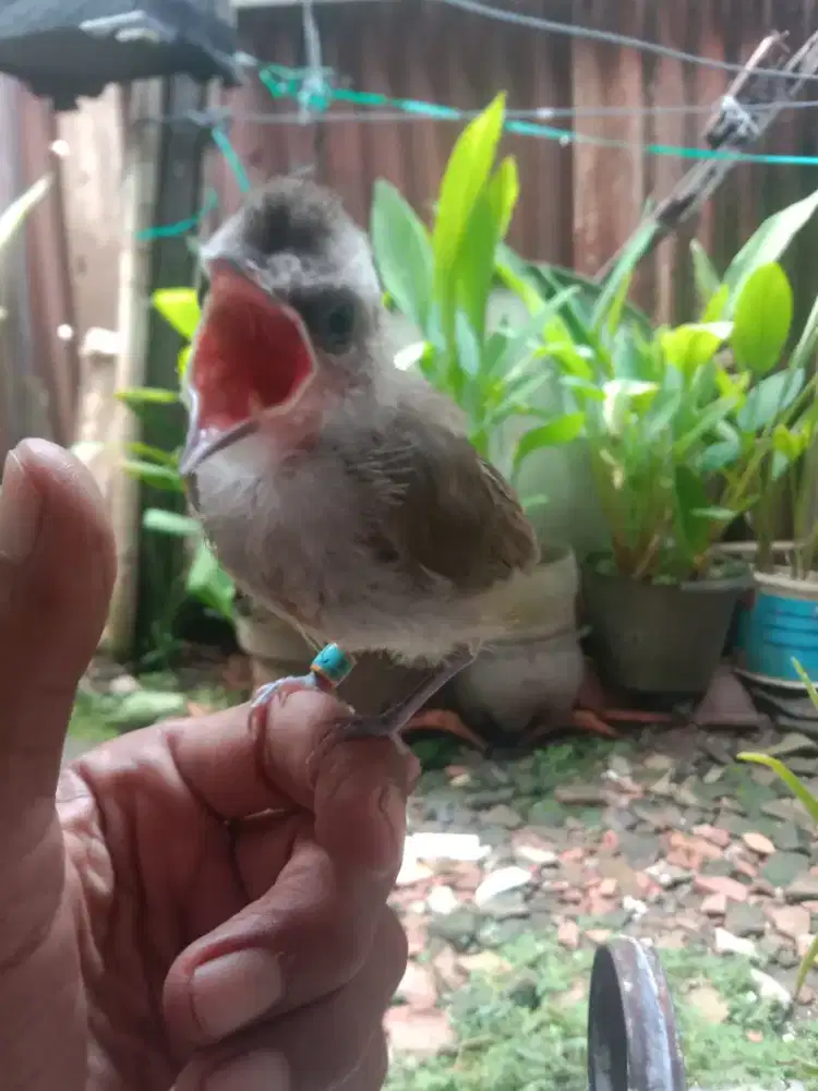 Trucukan lolohan jatim