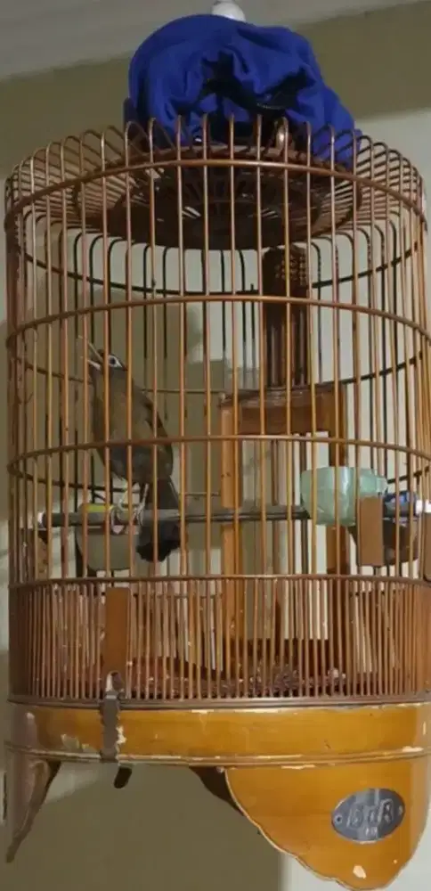 Wambi MH gacor mapan