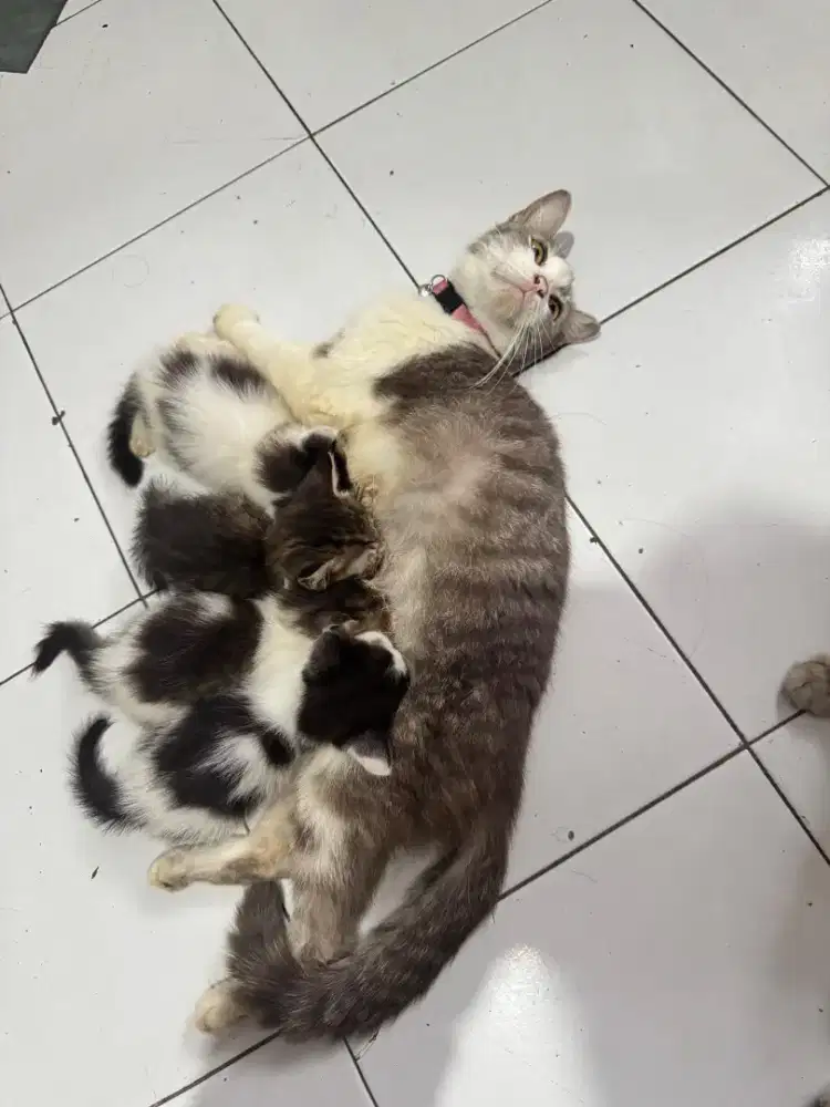 Kucing gratis lucu penurut