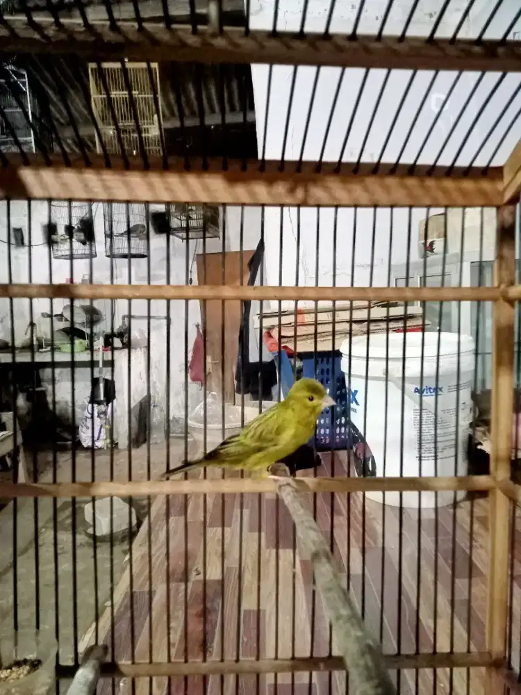 Burung kenari lokal