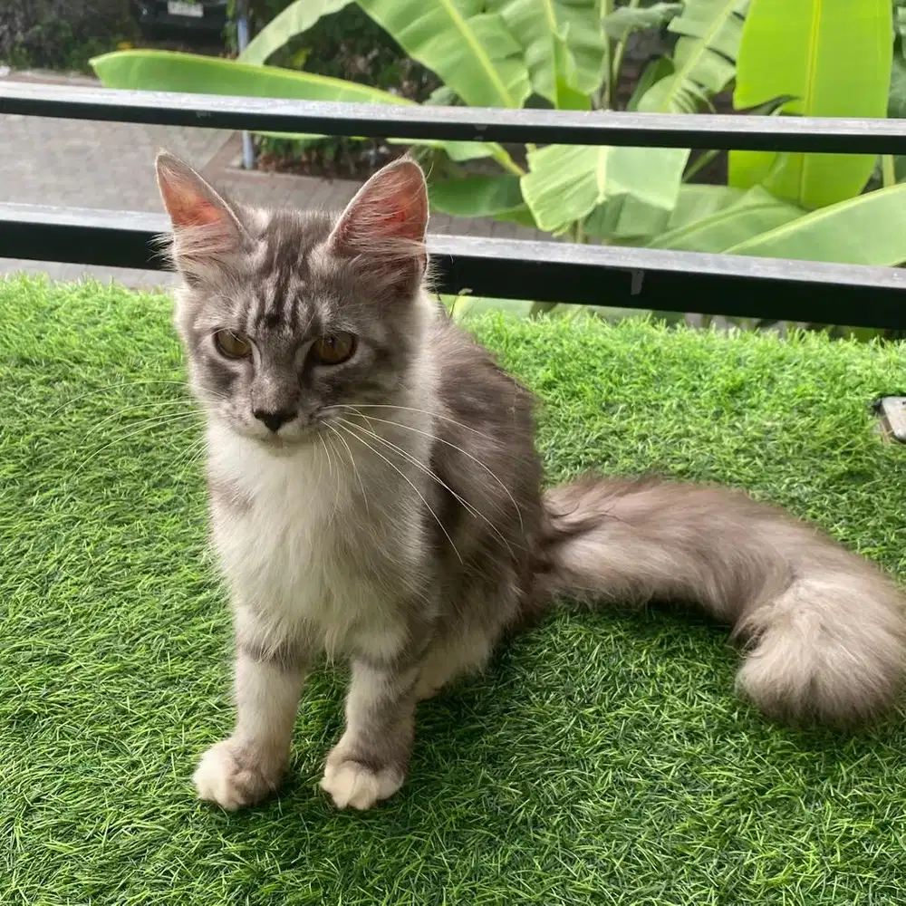 Mainecoon silver tabby