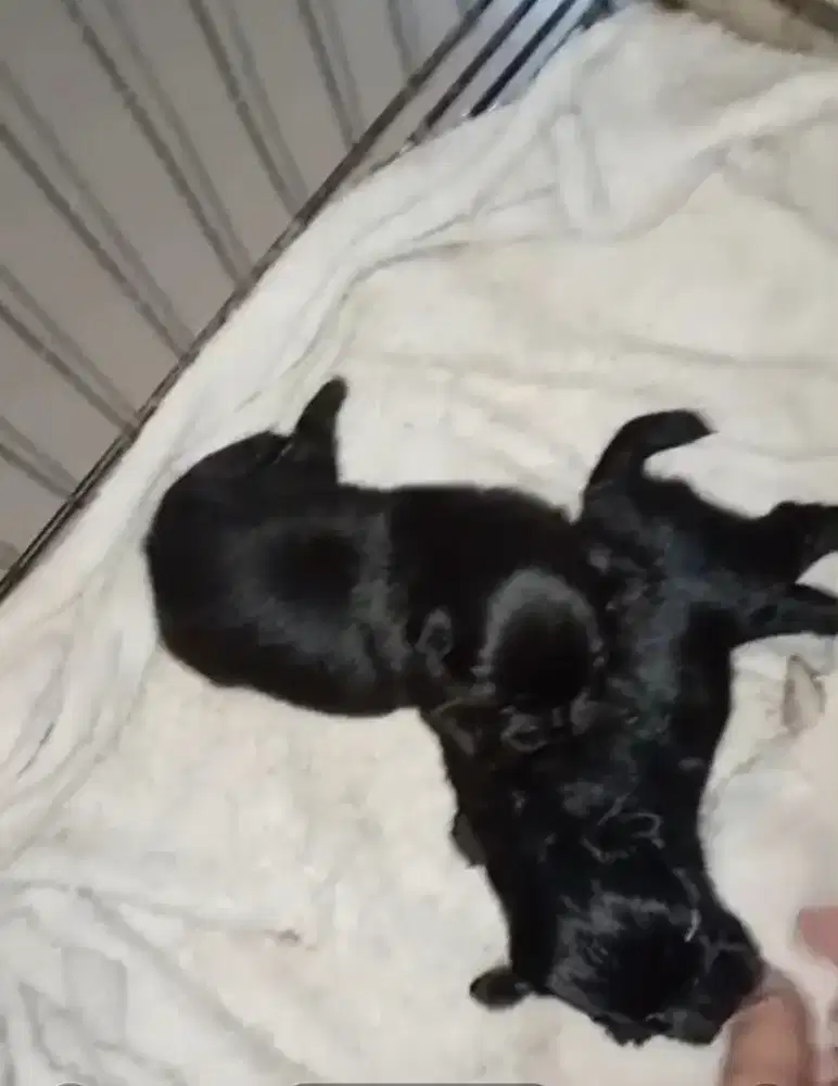 Dijual anak anjing maltesse mix shitzu baru lhr tgl 11 des 2025