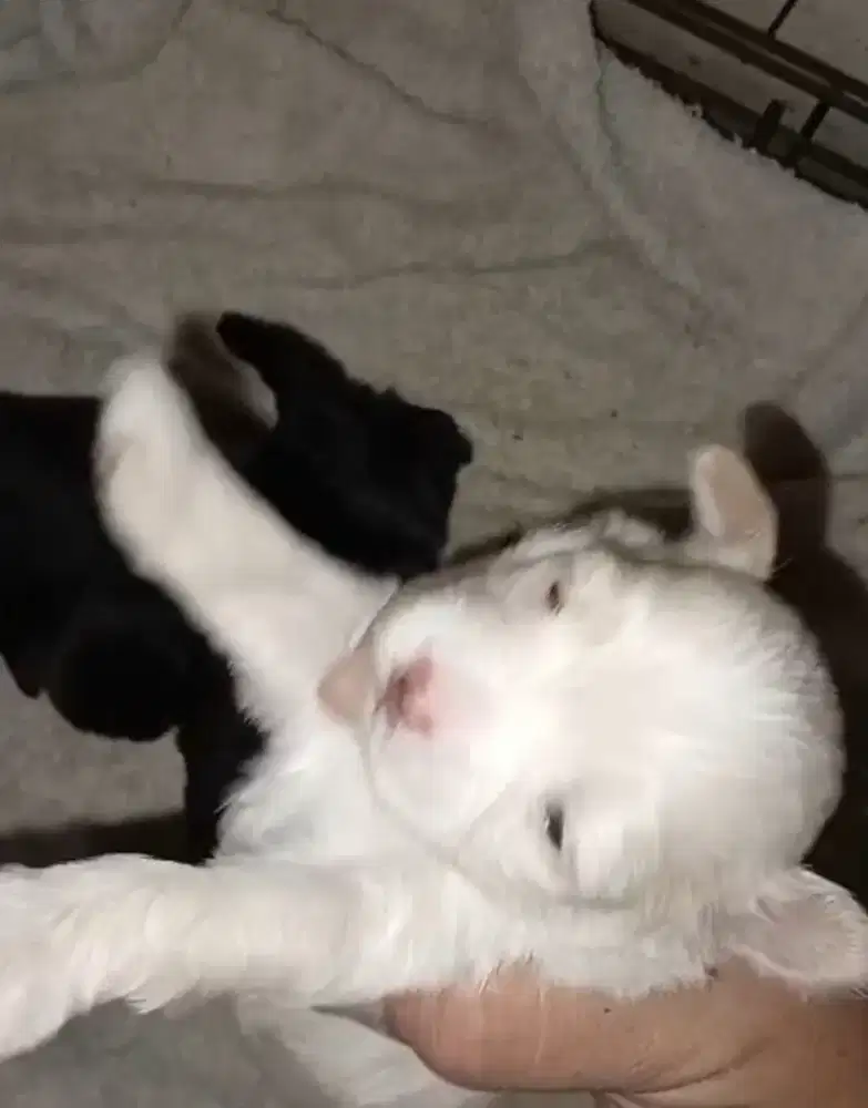 Dijual anak anjing baru lhr tgl 11 des 2025, jnis maltesse mix shitzu