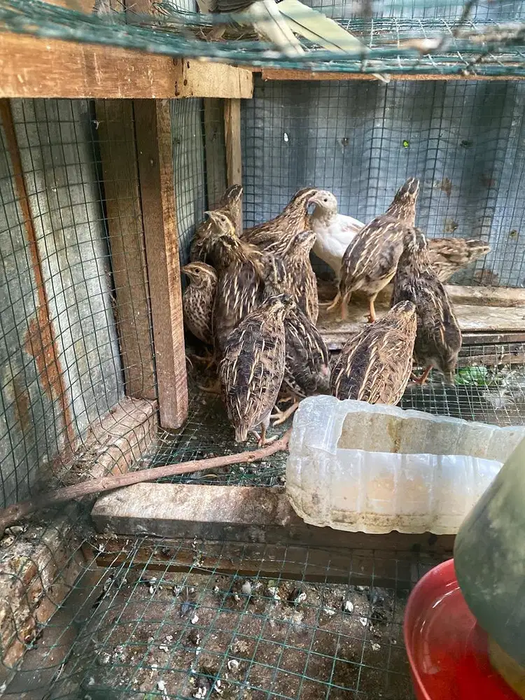 Puyuh sudah bertelur