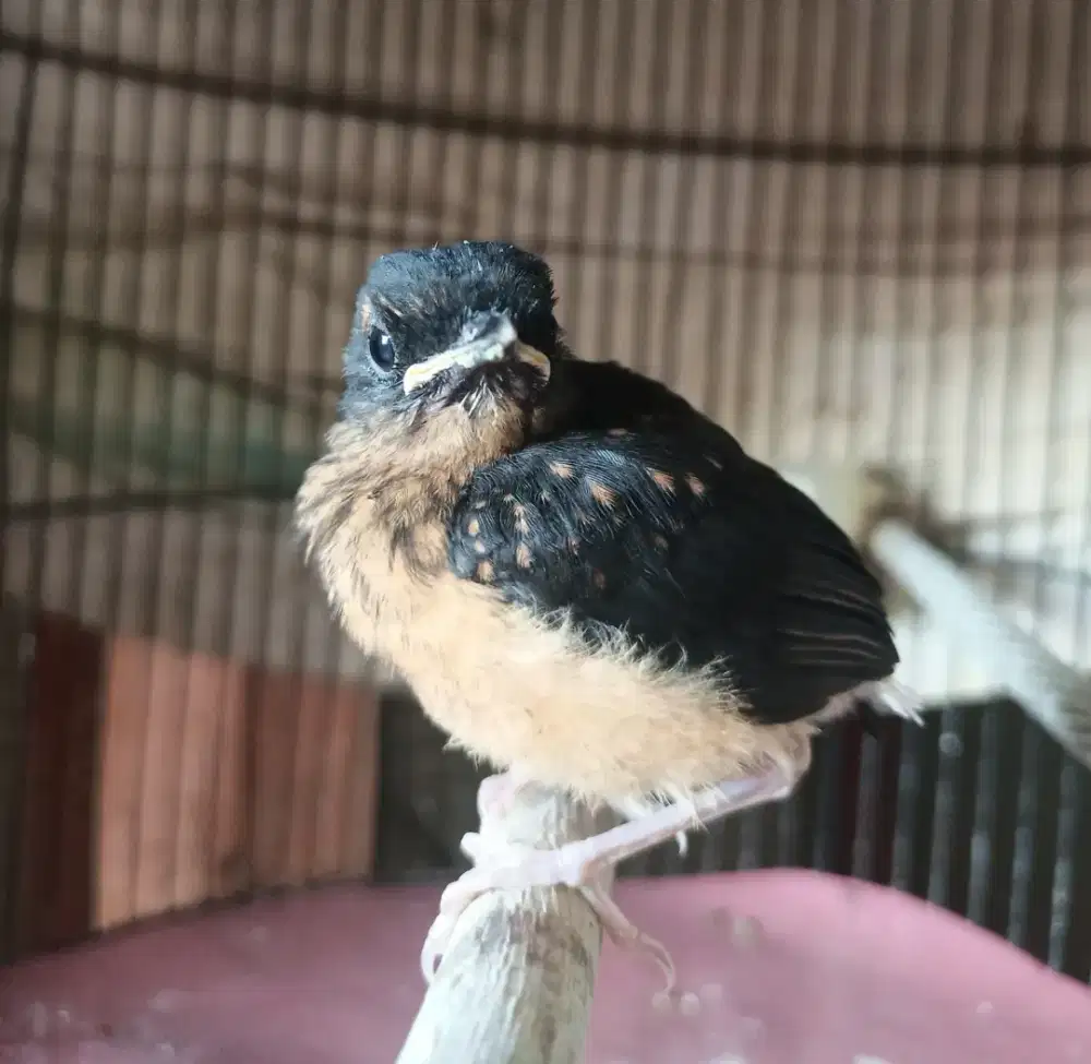 Trotol murai Jantan Trah Kelas Juara Regional