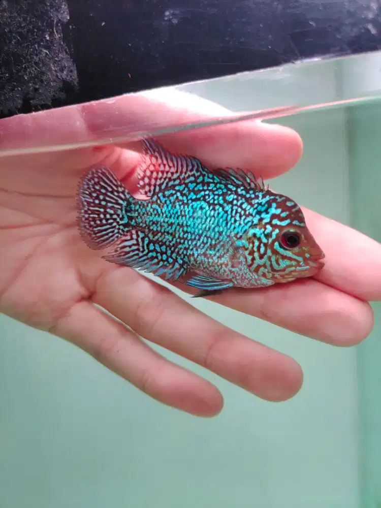 ikan lohan cencu gen goldenbase 3cm lohan cilnong lohan jenong cgb01