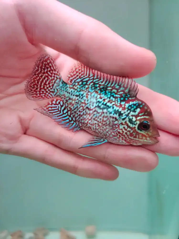 ikan lohan cencu gen goldenbase 3cm lohan cilnong lohan jenong cgb02