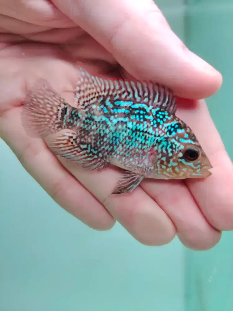 ikan lohan cencu gen goldenbase 3cm lohan cilnong lohan jenong cgb03